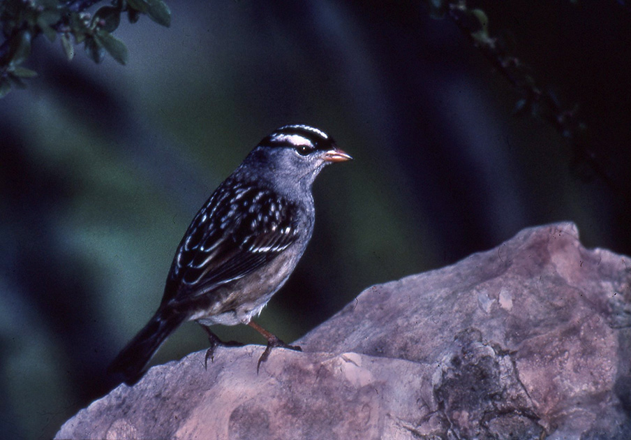 Nature Winners_00028