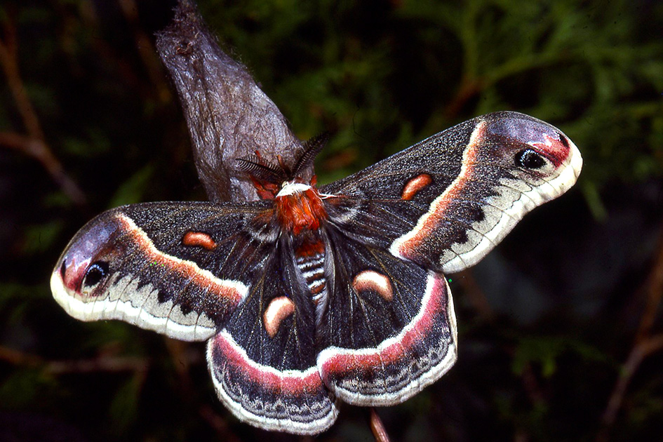 Nature Winners_00034