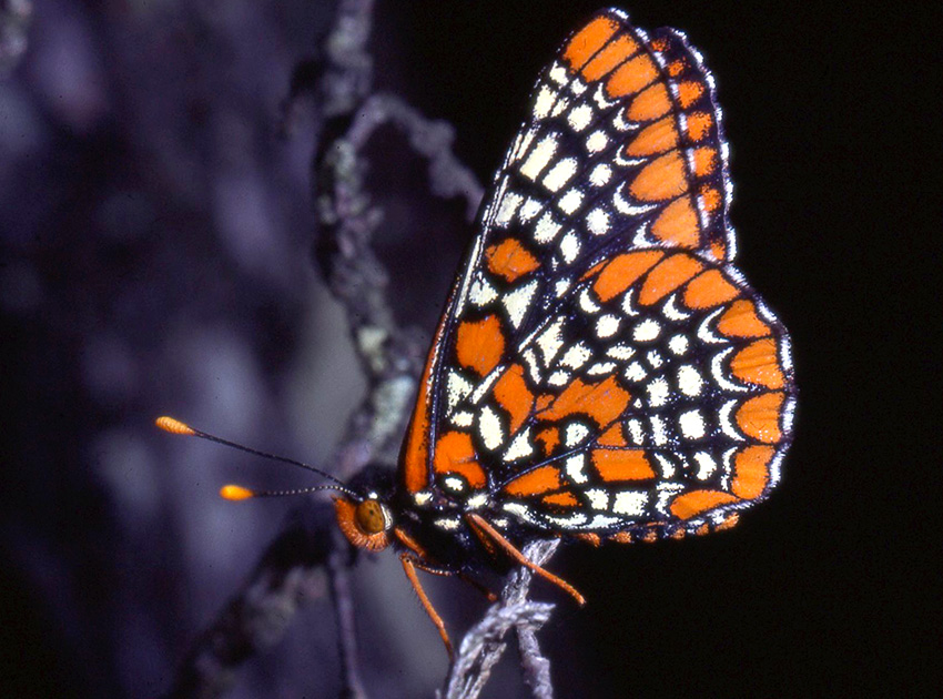 Nature Winners_00035