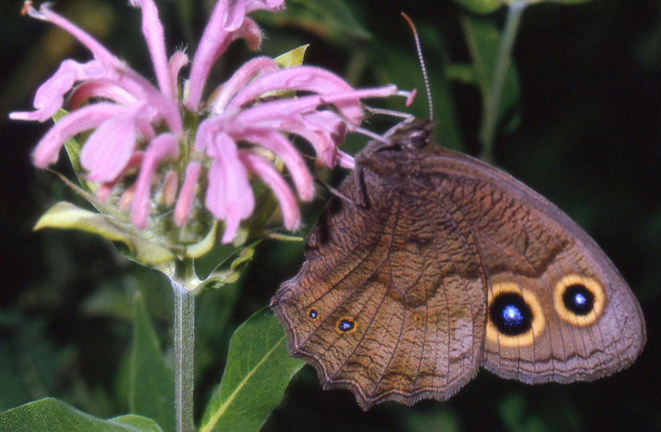 Nature Winners_00036