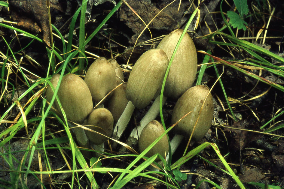 Nature Winners_00043