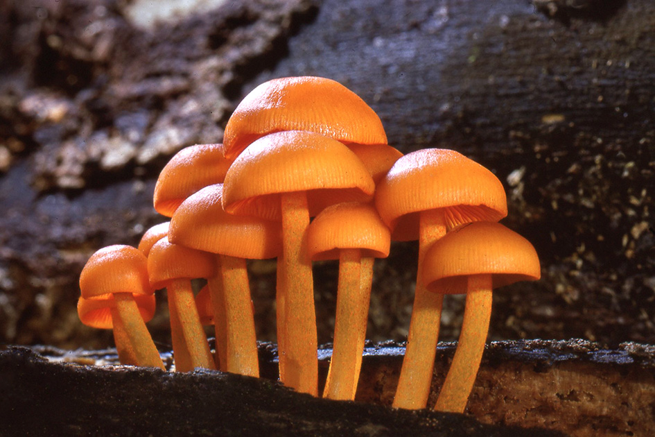 Nature Winners_00044