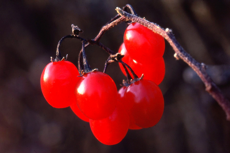 Nature Winners_00050