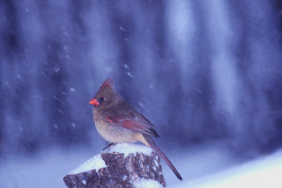 Nature Winners_00053