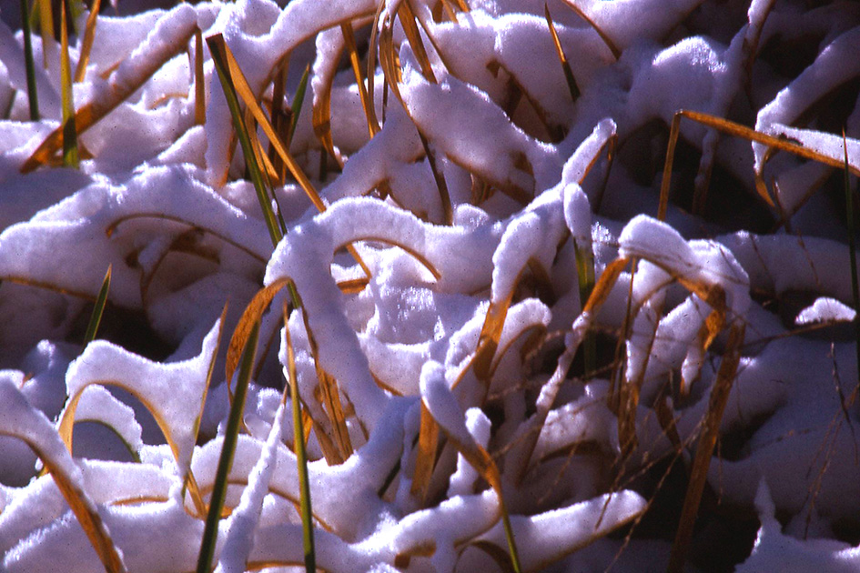 Nature Winners_00054