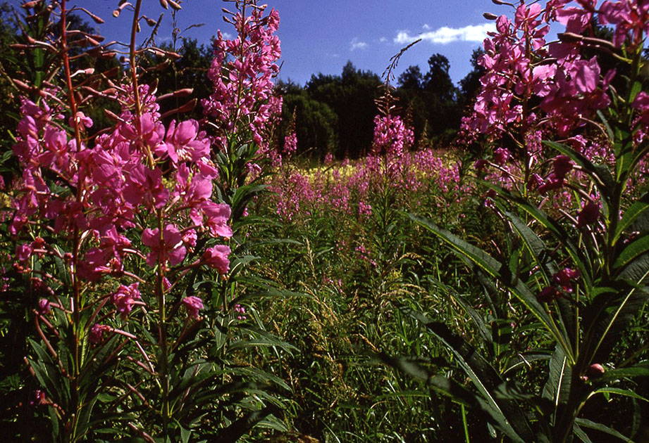 Scandanavian Holiday 2 0160