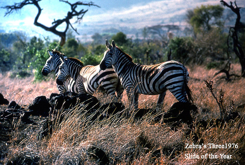 Zebra's Three 1976