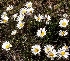 Swiss Wildflowers