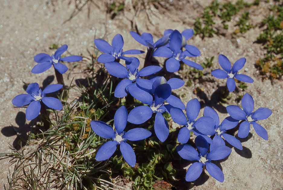 Alpine Flowers 00004