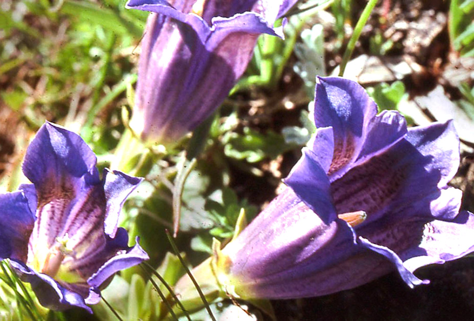 Alpine Flowers 00006