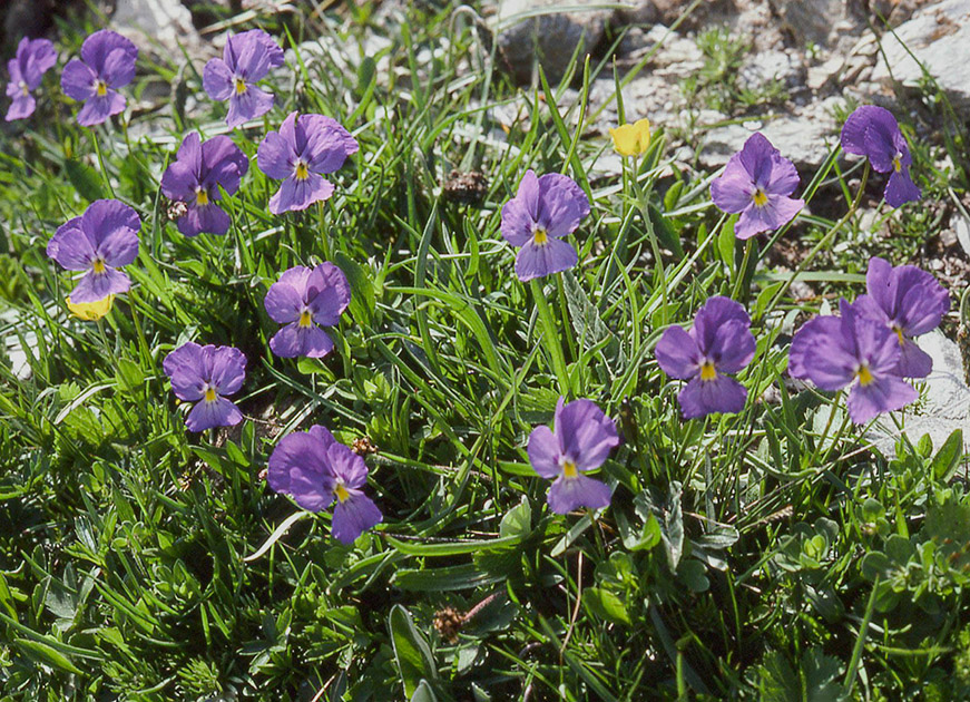 Alpine Flowers 00008