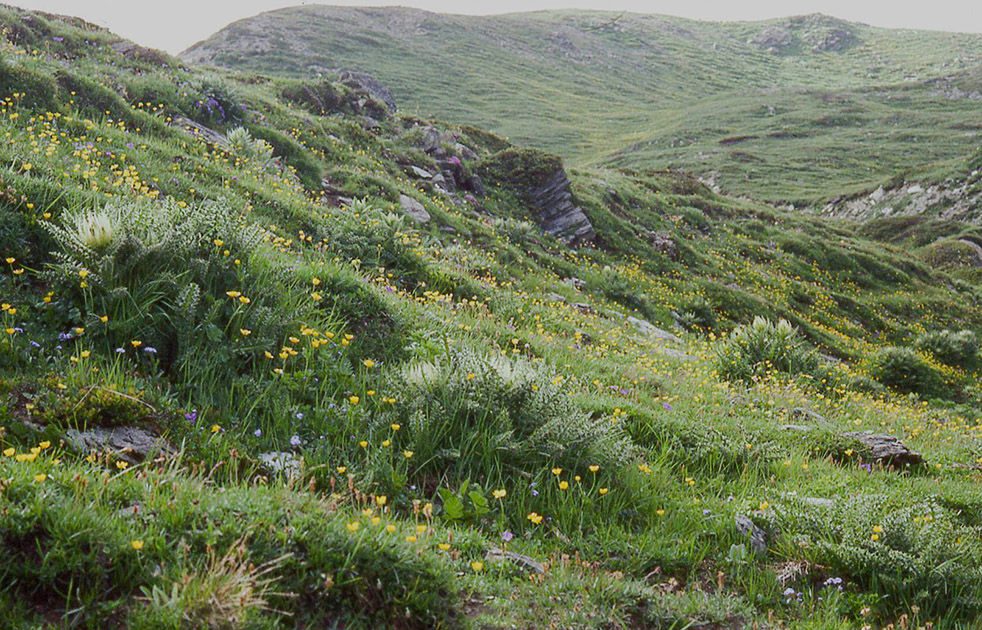 Alpine Flowers 00010