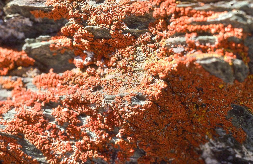 Alpine Flowers 00038