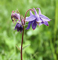 Alpine Flowers