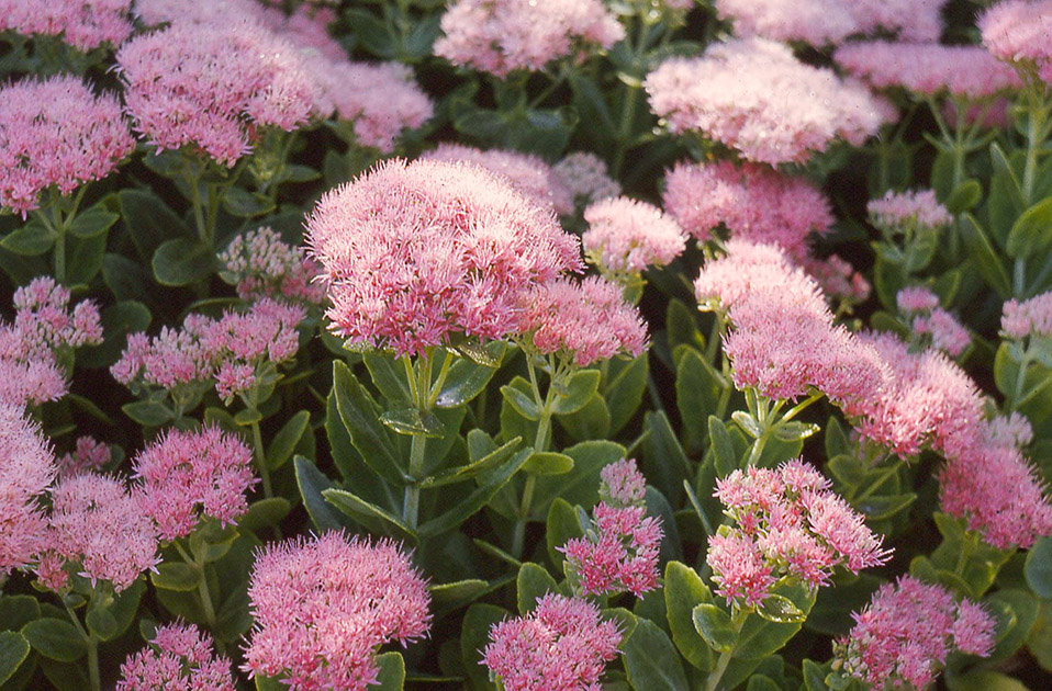 Short Studies One 00027