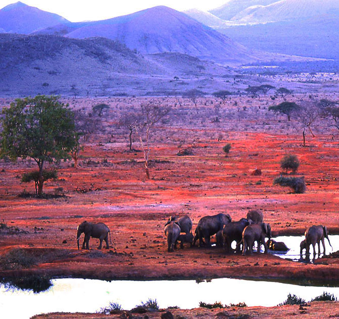 Africa Two 00105