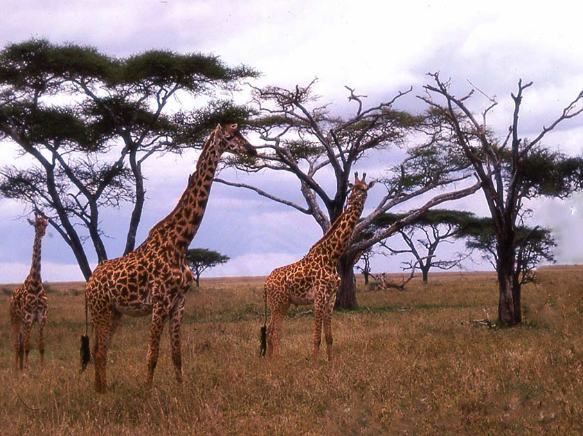 Africa Two 00132
