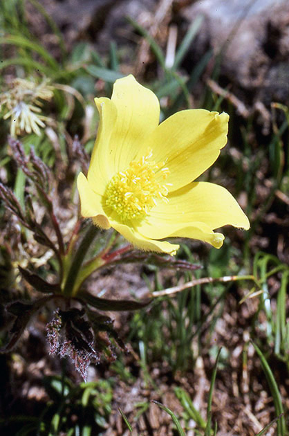 Alpine Flowers 00003