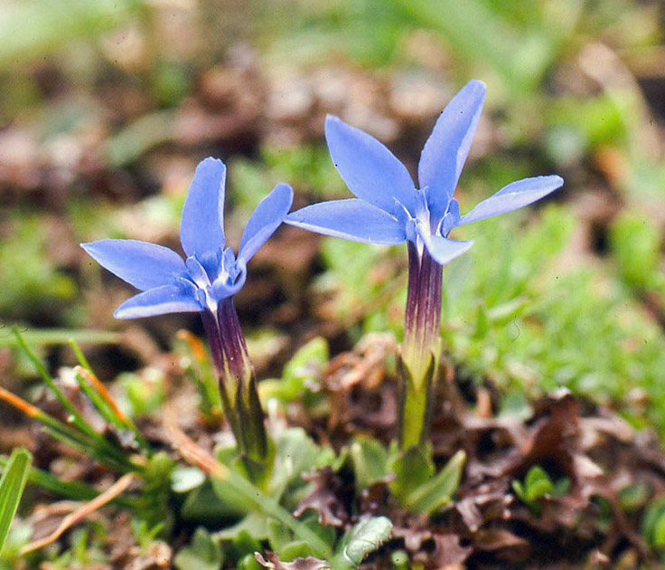Alpine Flowers 00005
