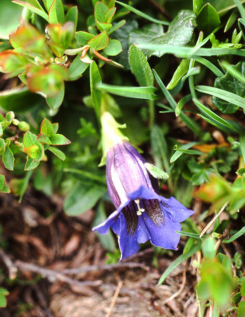 Alpine Flowers 00007