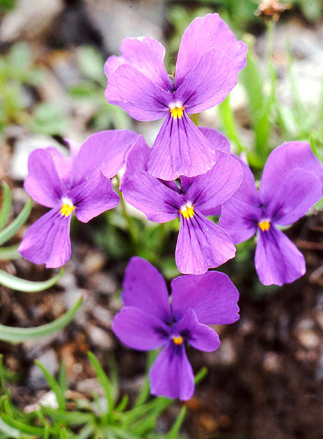 Alpine Flowers 00009