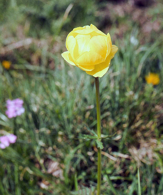 Alpine Flowers 00011