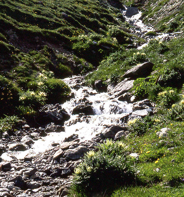 Alpine Flowers 00012