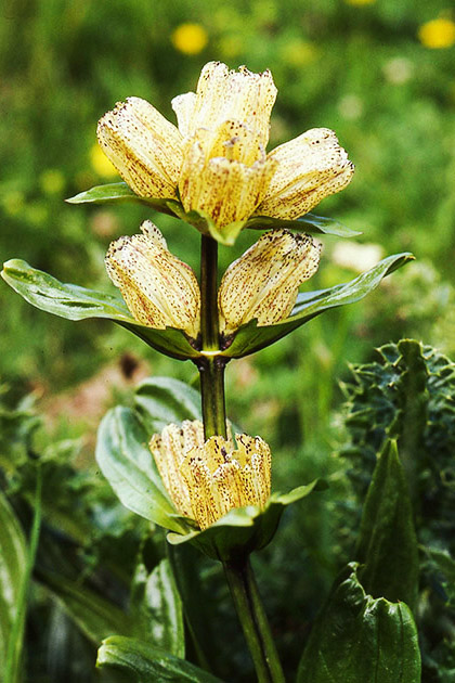 Alpine Flowers 00013