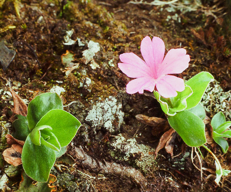 Alpine Flowers 00014
