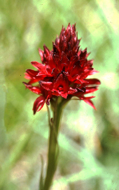 Alpine Flowers 00015