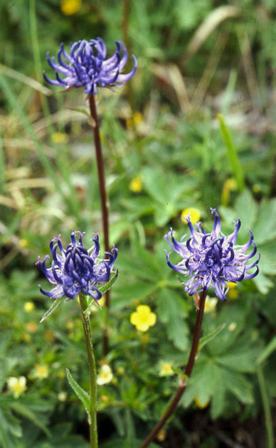 Alpine Flowers 00016