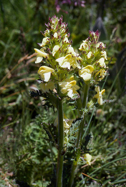 Alpine Flowers 00017