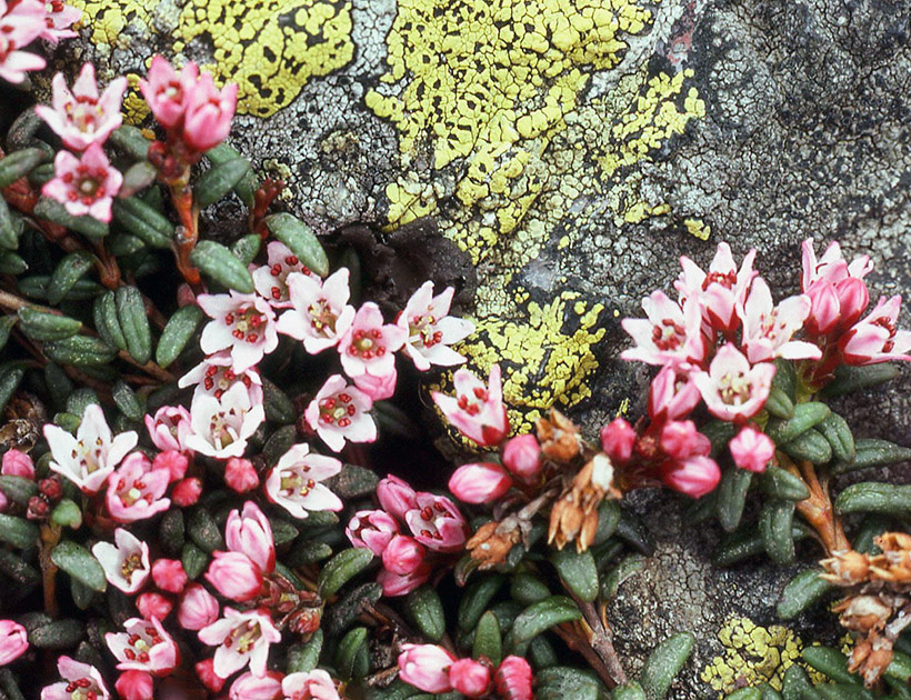 Alpine Flowers 00018