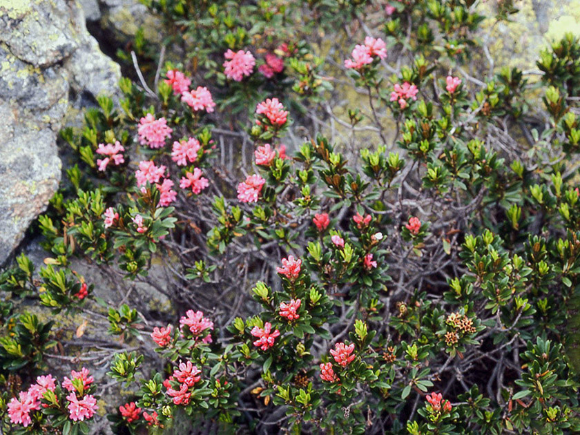 Alpine Flowers 00019