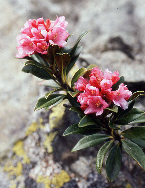 Alpine Flowers 00020