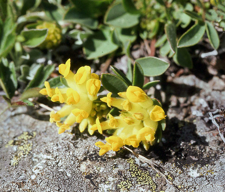 Alpine Flowers 00021
