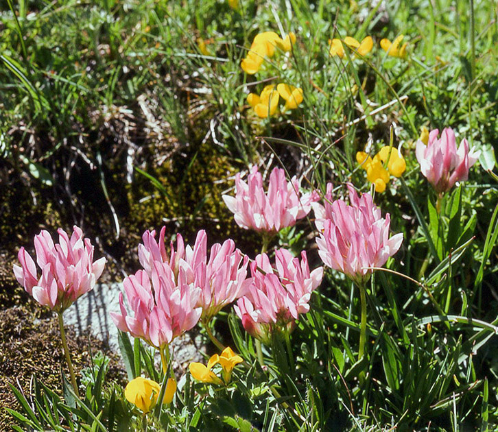 Alpine Flowers 00022