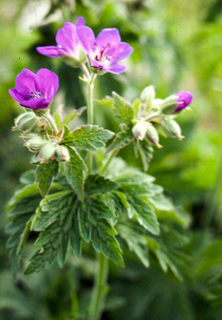 Alpine Flowers 00023