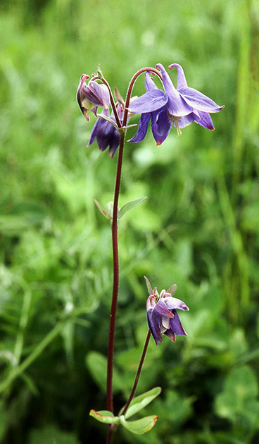 Alpine Flowers 00024