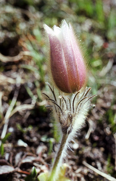 Alpine Flowers 00025