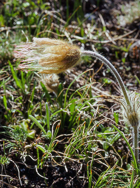 Alpine Flowers 00026