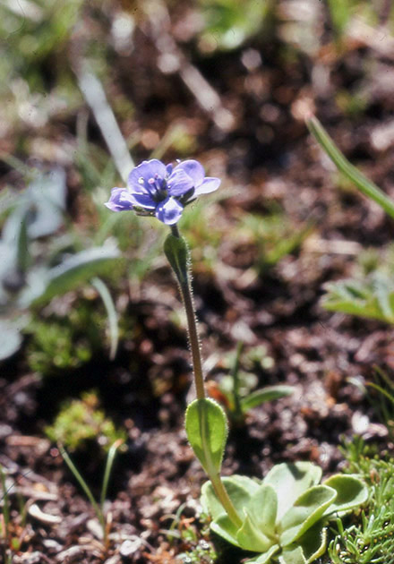 Alpine Flowers 00027