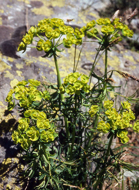 Alpine Flowers 00028