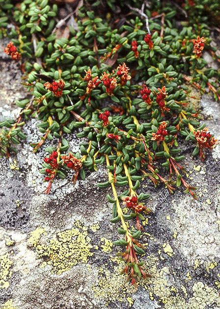 Alpine Flowers 00029