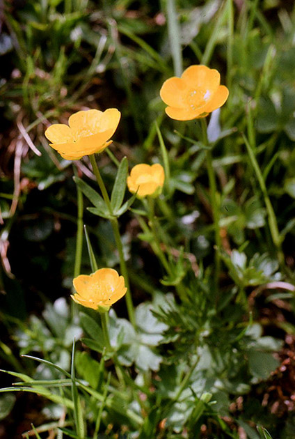 Alpine Flowers 00030