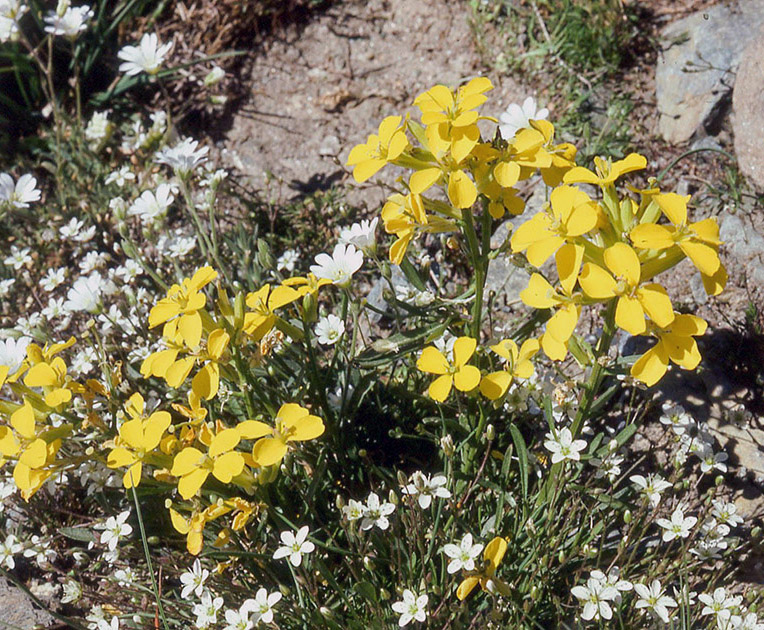 Alpine Flowers 00031