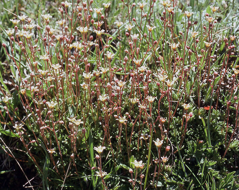 Alpine Flowers 00032
