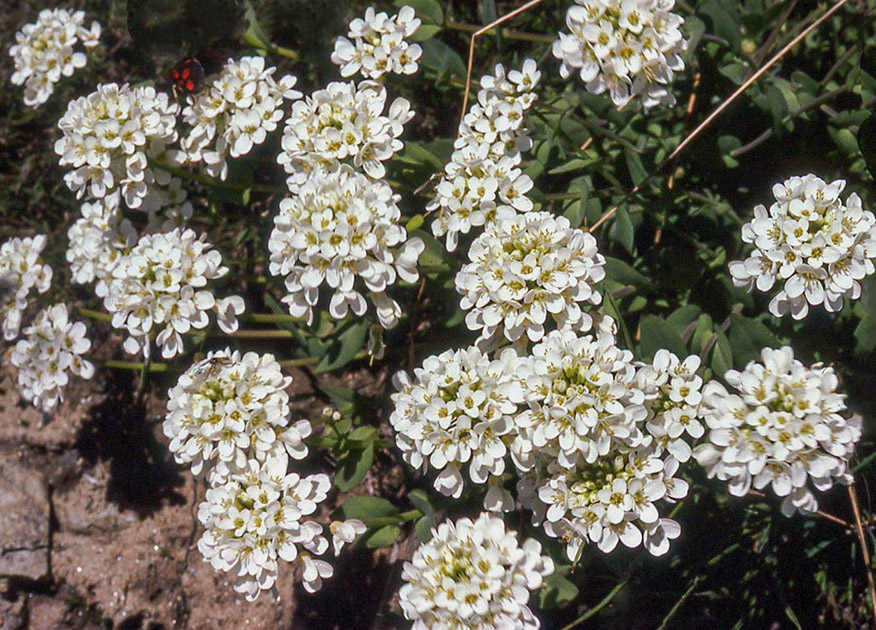 Alpine Flowers 00033