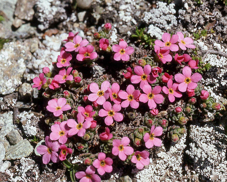 Alpine Flowers 00034