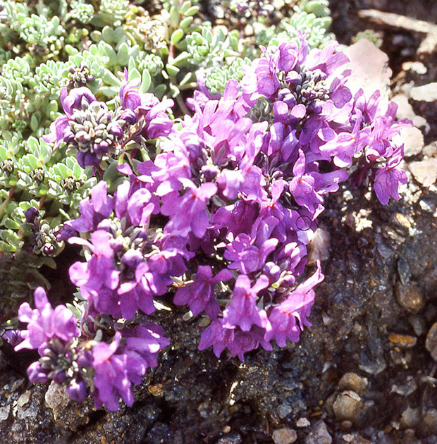 Alpine Flowers 00035